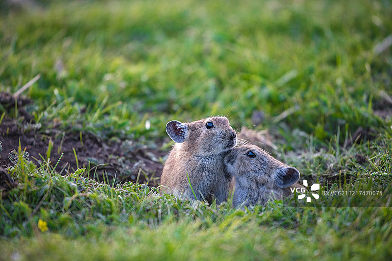 青海湖边的高原鼠兔图片素材