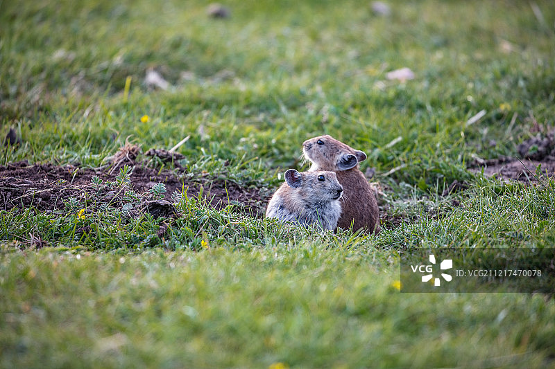 青海湖边的高原鼠兔图片素材