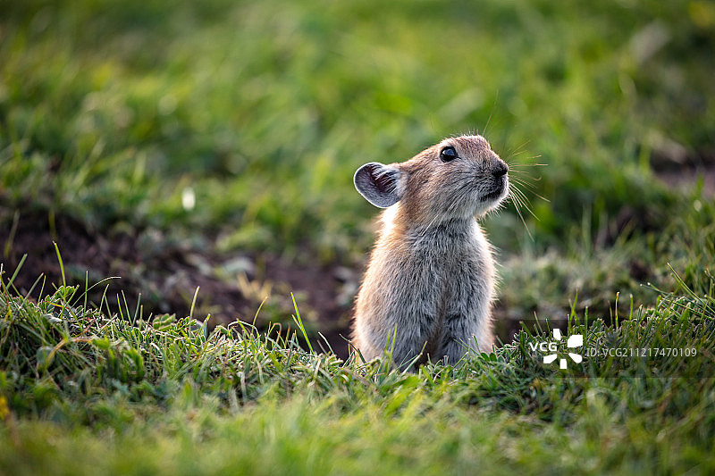 青海湖边的高原鼠兔图片素材