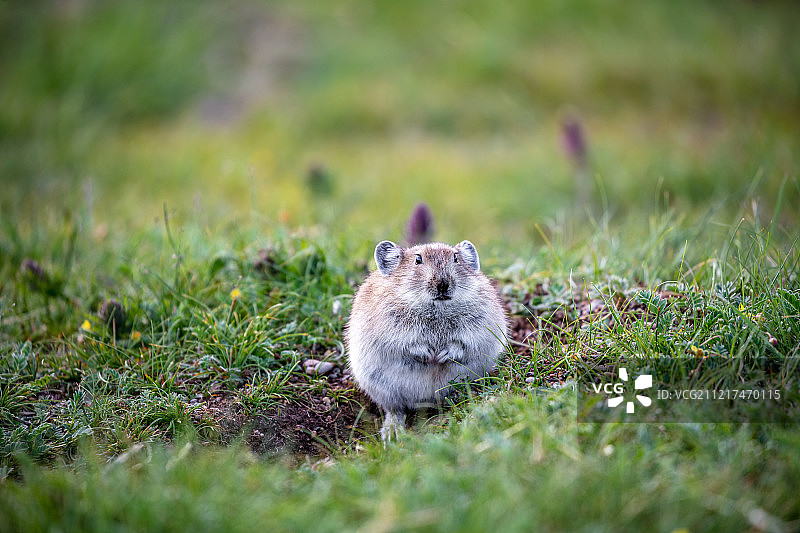 青海湖边的高原鼠兔图片素材