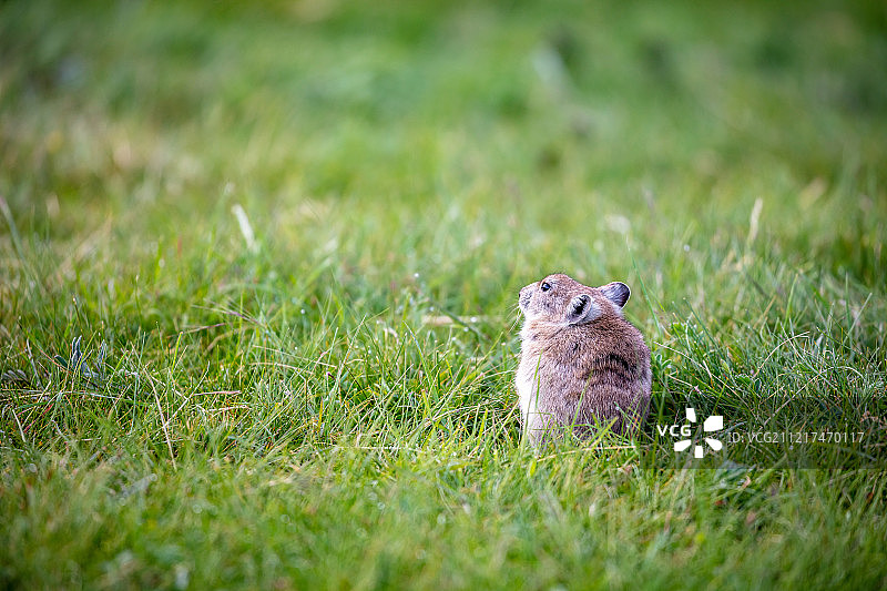 青海湖边的高原鼠兔图片素材