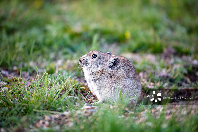 青海湖边的高原鼠兔图片素材