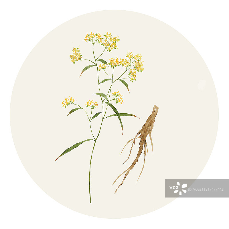 中草药柴胡图片素材