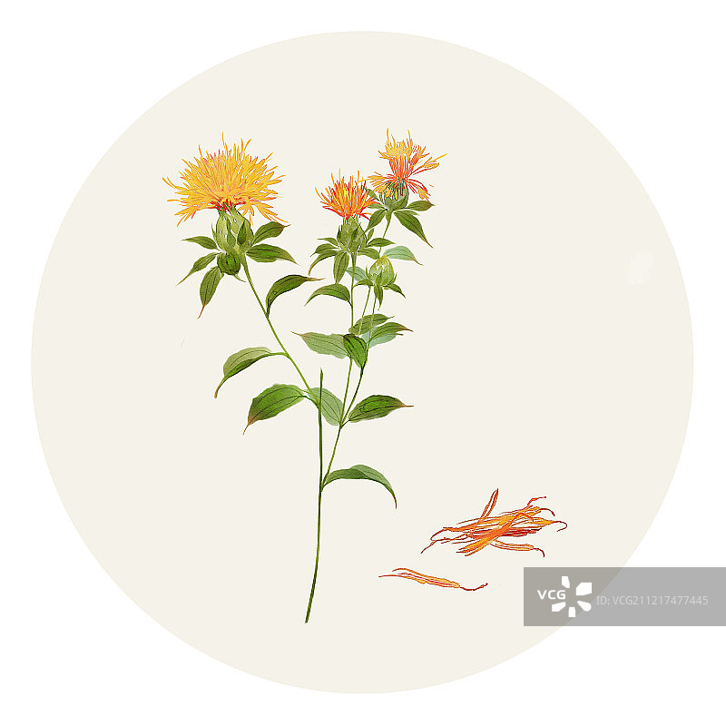 中草药红花图片素材