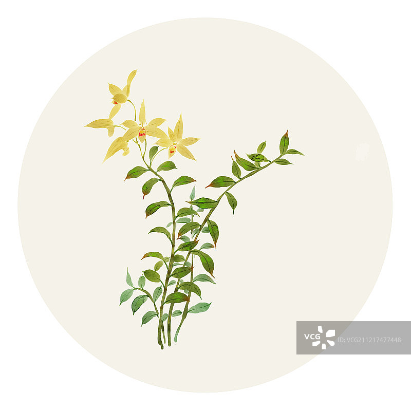 中草药石斛图片素材