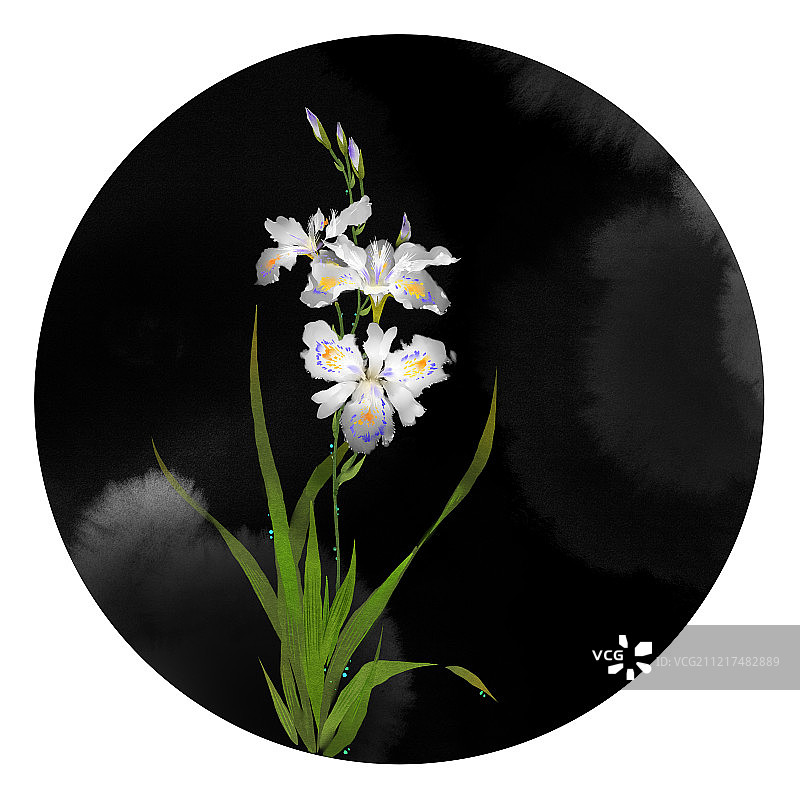 鸢尾花图片素材