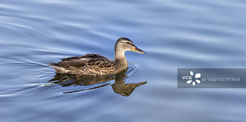 湖中的鸭子图片素材