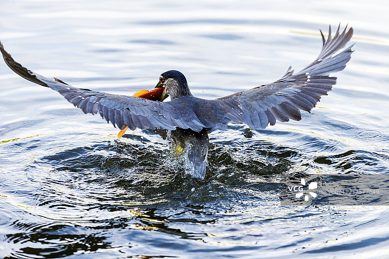 捕食的水鸟图片素材