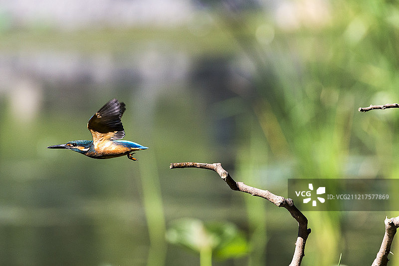 飞行的翠鸟图片素材