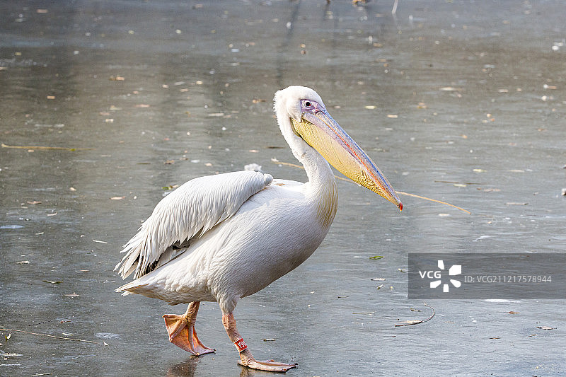 鹈鹕特写图片素材