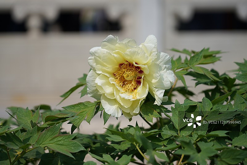 故宫慈宁宫菊花展图片素材