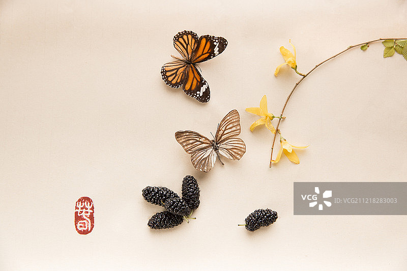 蝴蝶、桑椹和连翘图片素材
