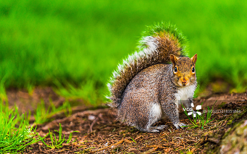 看镜头的松鼠图片素材