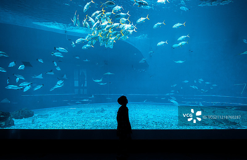 海参崴水族馆图片素材