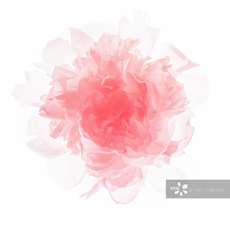 透光下新鲜美丽的牡丹花瓣图片素材