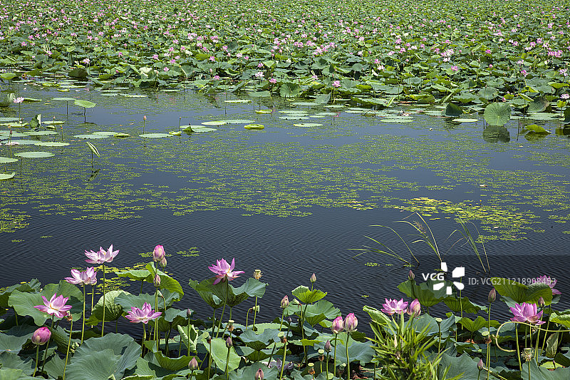 日本宫城县图片素材