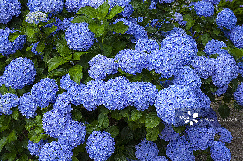 日本埼玉县图片素材