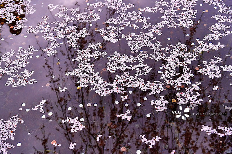 日本京都图片素材