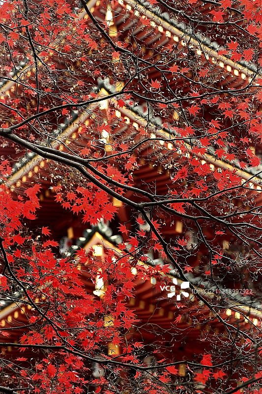 日本东京图片素材