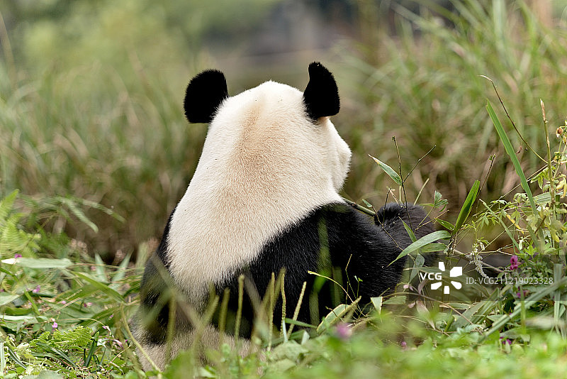 中国大熊猫图片素材