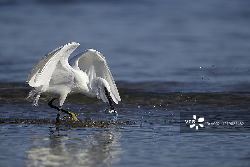 小白鹭图片素材