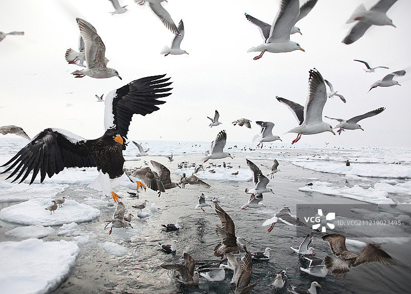 虎头海雕图片素材