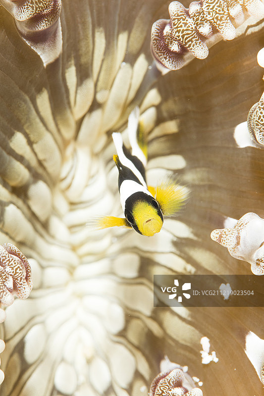 在水下生活图片素材