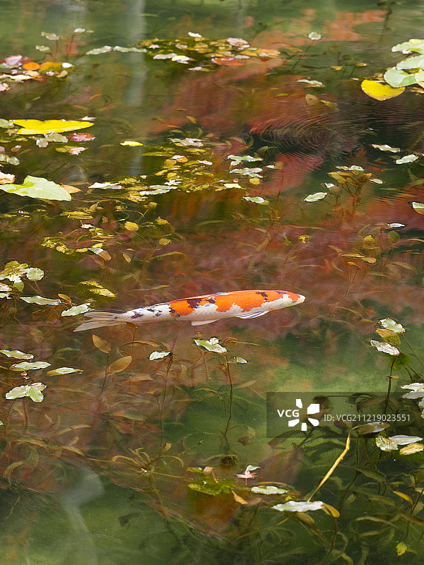 日本鲤鱼，岐阜县，日本图片素材