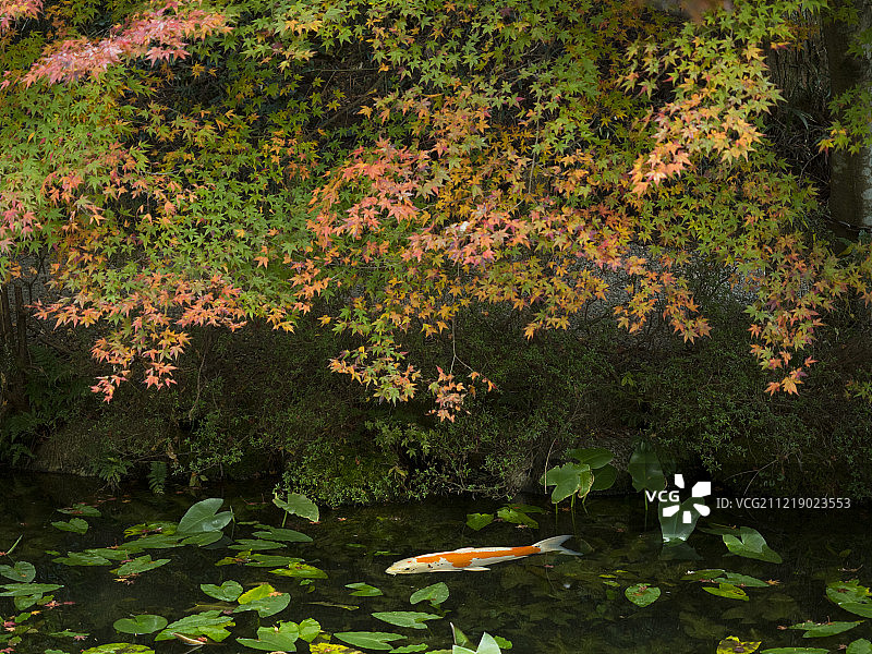 日本鲤鱼，岐阜县，日本图片素材