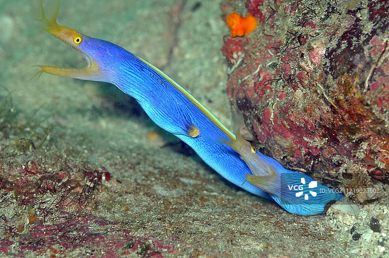 在水下生活图片素材