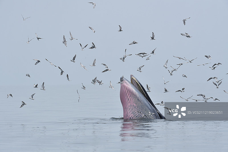 鲸鱼图片素材