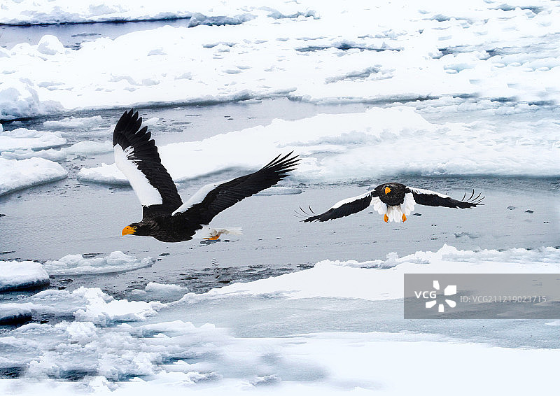 虎头海雕图片素材