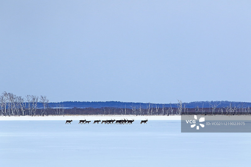 北海道梅花鹿图片素材