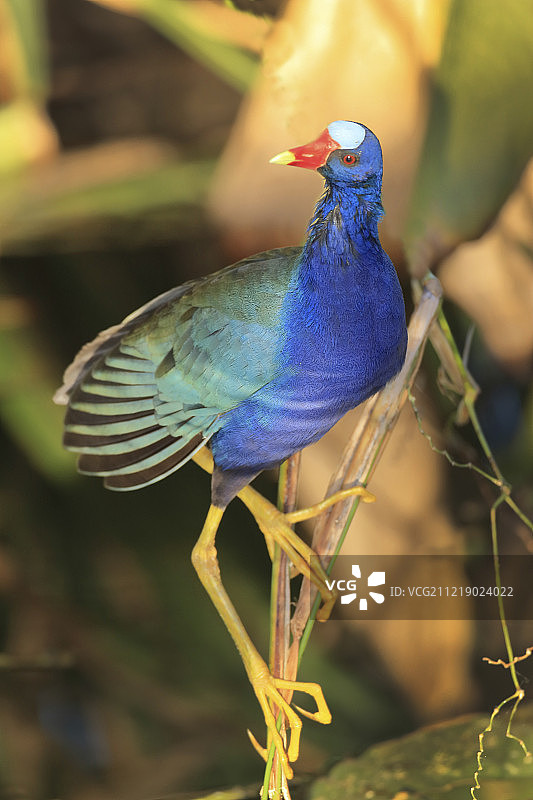 紫水鸡图片素材