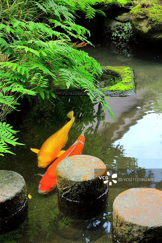 日本锦鲤图片素材