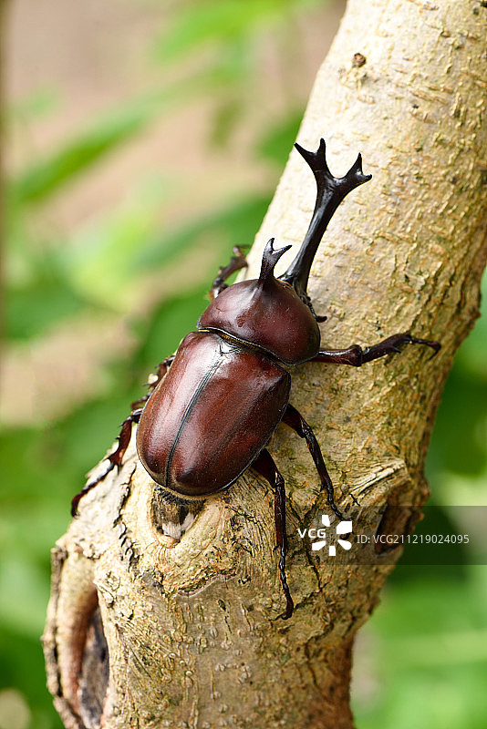 甲虫图片素材