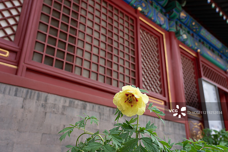 故宫慈宁宫菊花图片素材