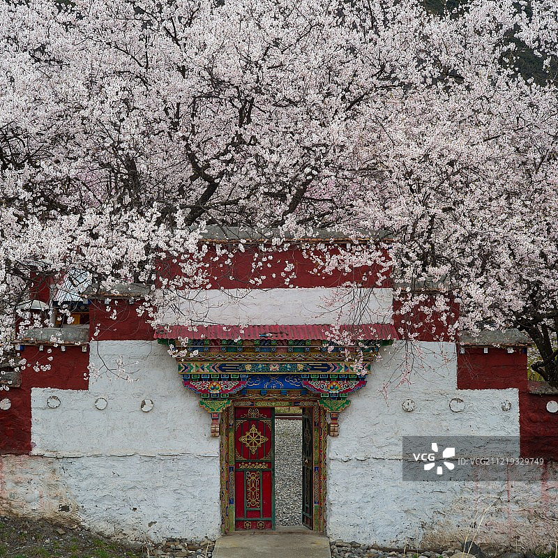 桃花与建筑图片素材