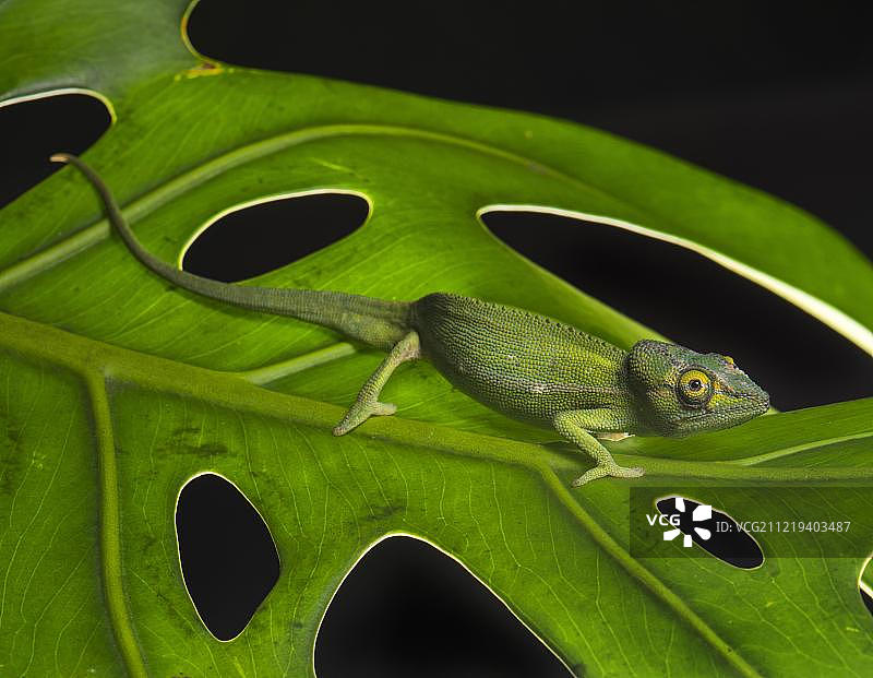 佩里内变色龙（Calumma gastrotaenia），雄性在绿叶上，非洲马达加斯加岛东部安乔佐罗贝雨林图片素材