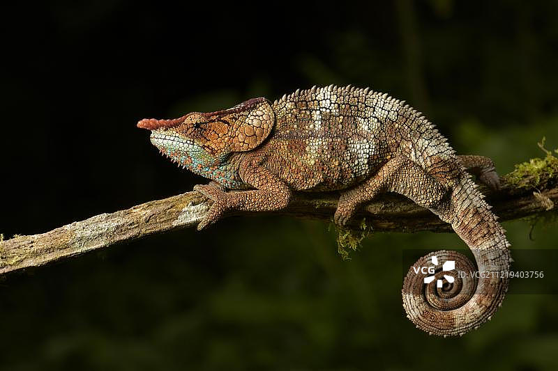隐秘变色龙（Calumma crypticum），雄性，位于树枝上，非洲马达加斯加Ranomafana雨林图片素材