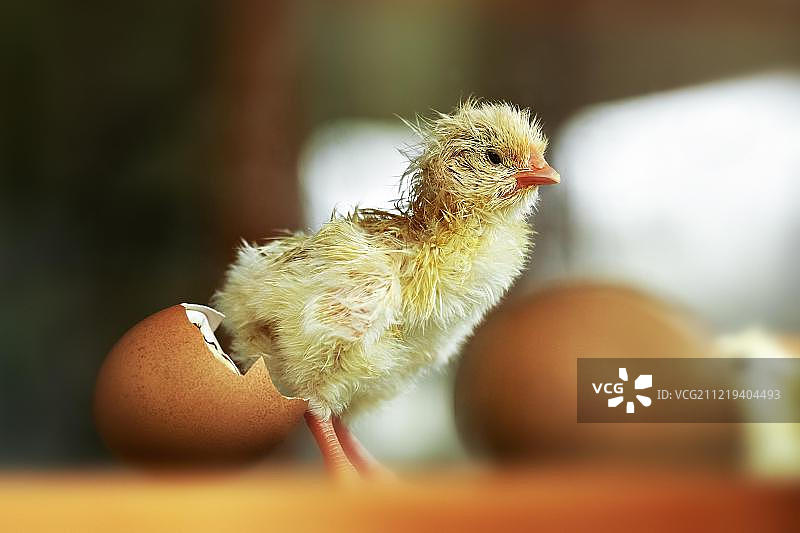 小鸡在孵化器中孵化（家鸡），德国，欧洲图片素材