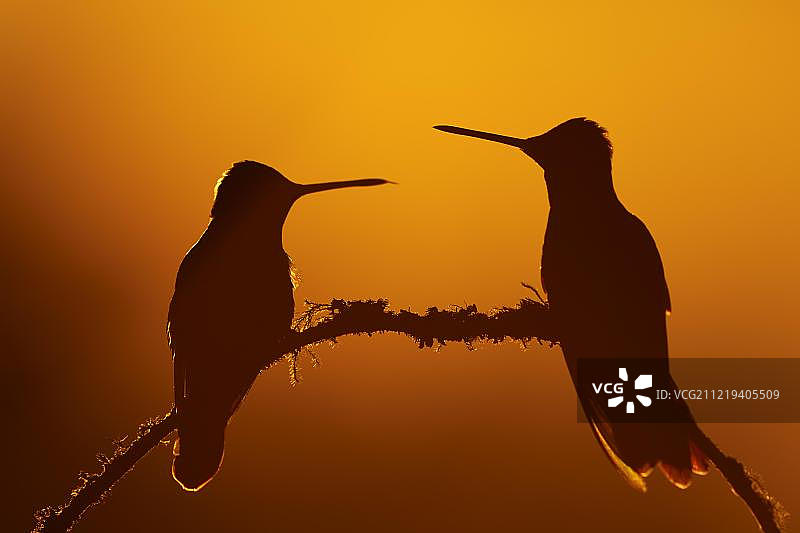 尤金蜂鸟在树枝上，日落后的剪影，哥斯达黎加塔拉曼卡雨林图片素材