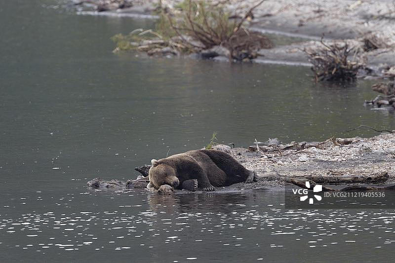 睡着的棕熊，堪察加半岛库页湖畔，俄罗斯图片素材