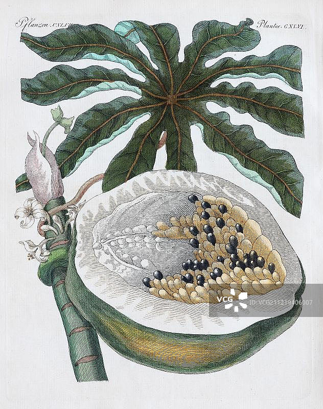木瓜树上的木瓜（番木瓜），来自 Friedrich Justin Bertuch 儿童图画书的手绘铜版画，1813年，德国魏玛图片素材