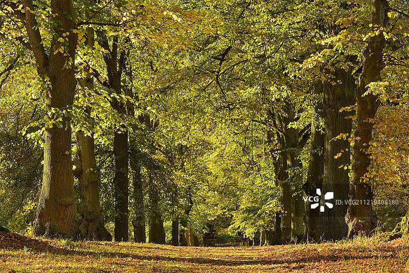 德国黑森州秋季菩提树大道图片素材