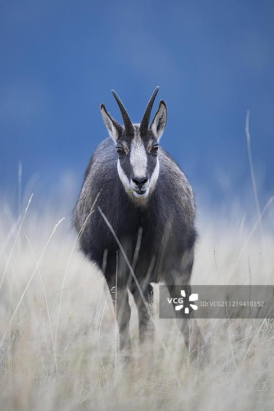 法国孚日山脉的羚羊图片素材