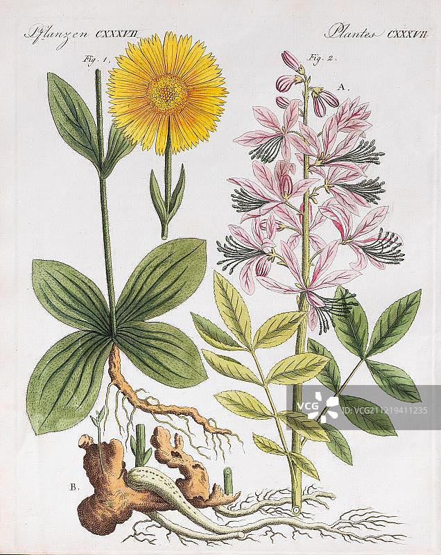 山金车(Arnica montana),来自 Friedrich Justin Bertuch 儿童图画书的手绘铜版画,1813年,德国魏玛,欧洲图片素材