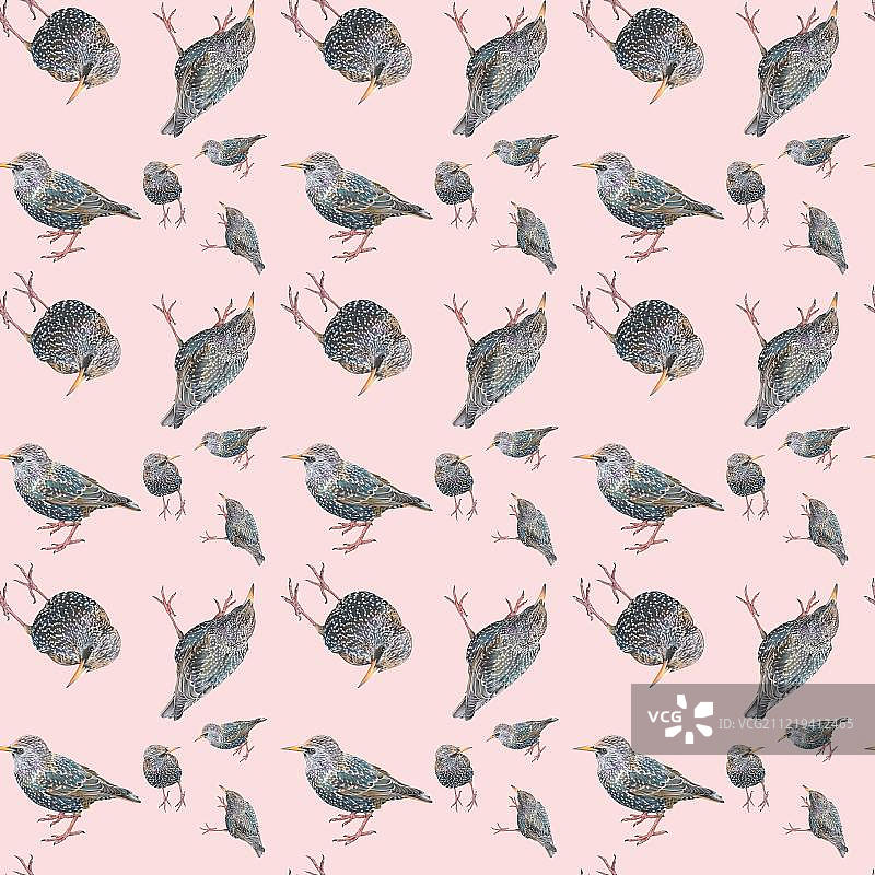 以粉色为背景的德国欧洲椋鸟图案无缝墙纸、包装纸图片素材