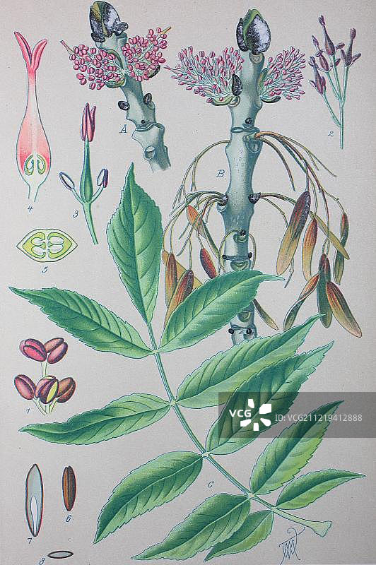 白蜡树（欧洲白蜡），1885年的历史插图，德国，欧洲图片素材