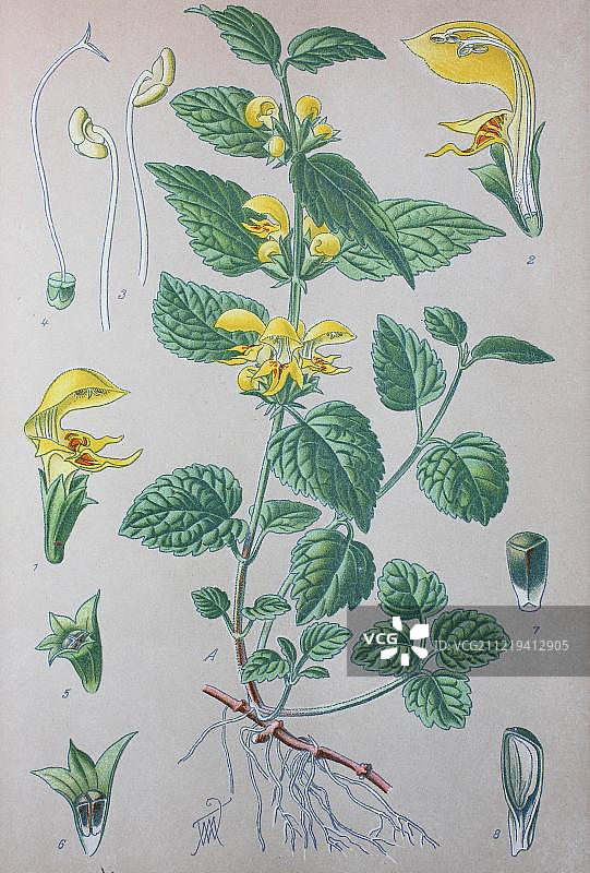 欧洲德国1885年黄色银线草历史插图图片素材